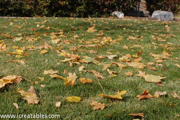 How To Care For Your Lawn In The Fall